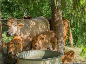 Ferme Hôtel Dordogne Perigord Vaches